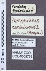 Etiketten zu Peripontius cordubensis (NHMW-ZOO-COL-0008755)